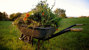 Photo de galerie - Entretien de votre jardin 