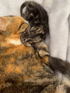 Photo de galerie - Maman et son bb garder 