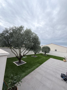 Photo de galerie - Entretien, taille 3 oliviers et ramassage de feuilles (résultat final)