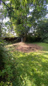 Photo de galerie - Débroussaillage 