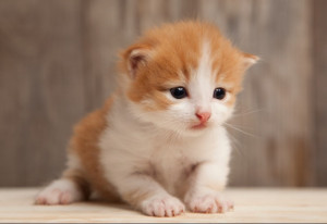 Photo de galerie - Garde chat