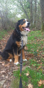 Photo de galerie - Promenade  en campagne 