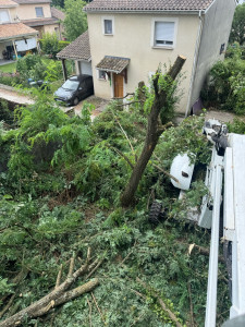 Photo de galerie - Abattage de 21 acacias de 15 m de haut 