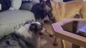 Photo de galerie - Je suis petsitter de tous les animaux domestiques. 