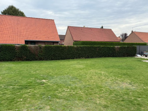 Photo de galerie - Taille haie terminer