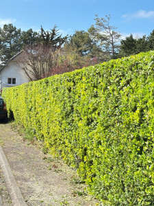 Photo de galerie - Taille de 85 m de haies