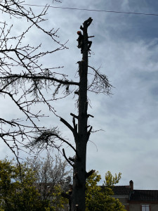 Photo de galerie - Elagage et coupe d'arbres