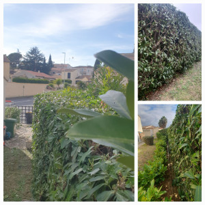 Photo de galerie - Taille de laurier cerise/laurier palme/prunus laurocerasus