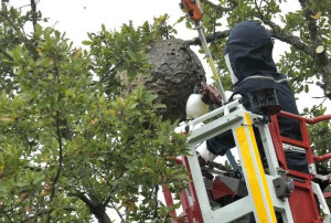 Photo de galerie - Frelons asiatiques une vrai machine a laver énorme 