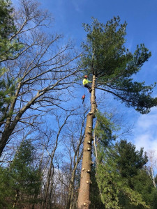 Photo de galerie - Elagage et évacuation d’un arbre de 17m de haut 