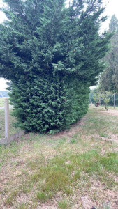 Photo de galerie - Taille de haies et d'arbustes