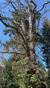 Photo de galerie - Elagage et coupe d'arbres