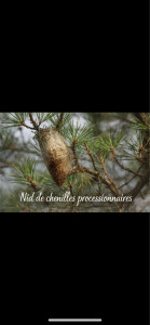 Photo de galerie - Nid de chenilles processionnaires 