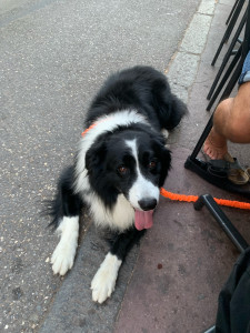 Photo de galerie - Garde d’un très beau chien !