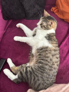 Photo de galerie - Garde chat