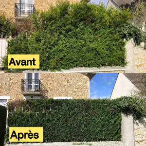 Photo de galerie - Une taille de thuya avant et après 