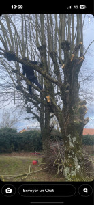 Photo de galerie - Taille de branche sur peupliers 