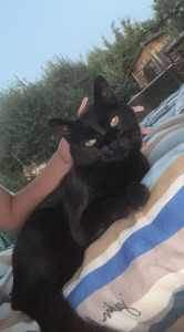 Photo de galerie - Garde chat