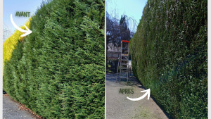 Photo de galerie - Tailles haie de Thuya. 
3 mètres de haut environ et 35 mètres lineaire.
20 mars 2026