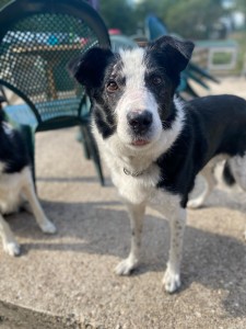 Photo de galerie - Garde chien