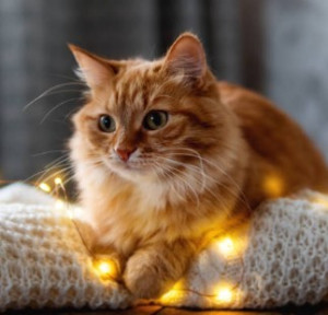 Photo de galerie - Chatte Luciole
