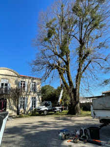 Photo de galerie - Enlever le gui des arbres avec nacelle