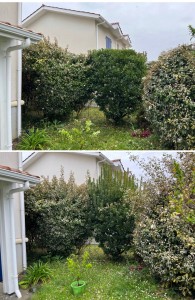 Photo de galerie - Taille de haies et d'arbustes