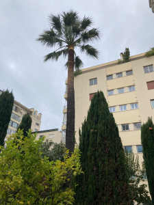 Photo de galerie - Elagage et coupe d'arbres