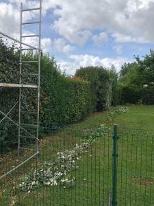 Photo de galerie - Taille de haie dans un lotissement sur Saintes en Charente-Maritime au total, 65 m de haies// coupe des trois faces et deux côtés, plus la hauteur à rabattre à 2,20 m