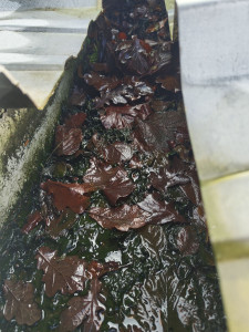 Photo de galerie - Nettoyage gouttière et cheneau 