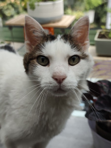 Photo de galerie - Visites à domicile pour chats 