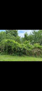 Photo de galerie - Taille de haies