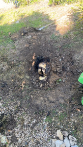 Photo de galerie - Enlèvement des souches