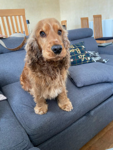Photo de galerie - Garde chien