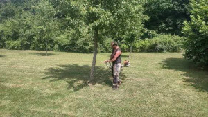 Photo de galerie - Je débroussaille au pied des arbres