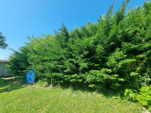 Photo de galerie - Taille de haies