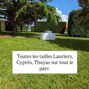 Photo de galerie - Taille haie cyprès, lauriers entretient deux fois par an 270 M2 
