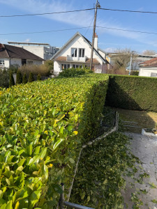 Photo de galerie - Taille de haie 