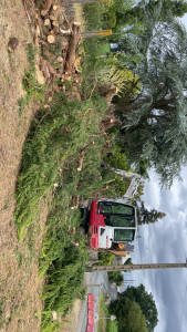 Photo de galerie - élagage, abattage et évacuation des branches 