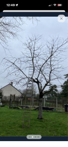 Photo de galerie - élagage 