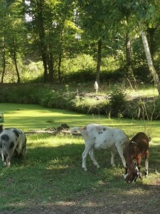 Photo de galerie - Animaux ferme