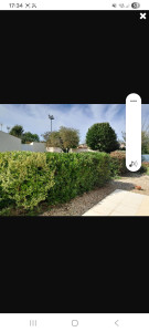 Photo de galerie - Taille de haies après intervention  terminé 