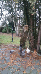 Photo de galerie - Garde animaux