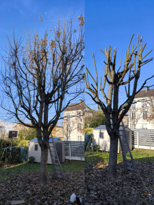 Photo de galerie - Elagage et coupe d'arbres
