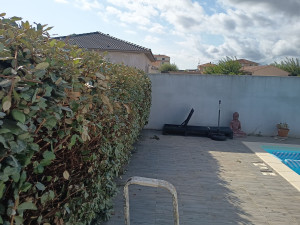 Photo de galerie - Elagage et coupe d'arbres