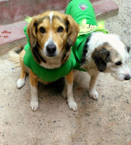 Photo de galerie - Amoureuse des animaux, car ils offrent un amour sincère