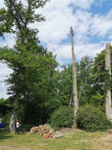 Photo de galerie - Démontage d'arbre 