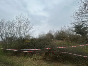 Photo de galerie - Tonte de pelouse - Débroussaillage