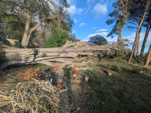 Photo de galerie - Elagage et coupe d'arbres