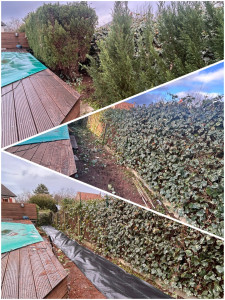 Photo de galerie - Abattage d’une haie plus pose d’une Toile De Paillage